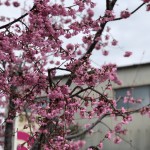展示場の桜が咲いています！【静岡県藤枝市　藤枝展示場】